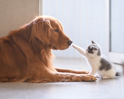 Pets